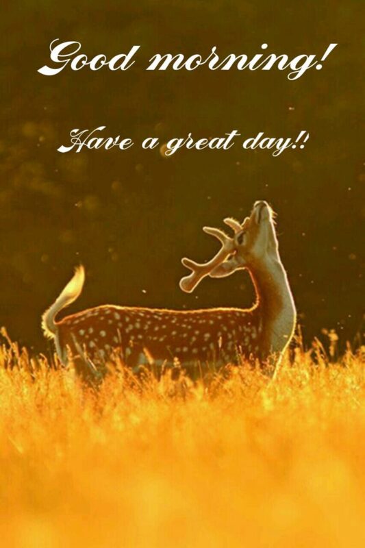 Have Agreat Day Good Morning Beautiful Deer