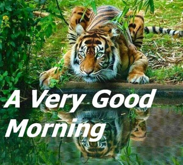 Hello, I Am The Royal Bengal Tiger Good Morning