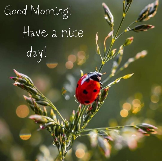 Ladybug Wishes You Good Morning