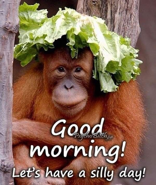 Lets Have A Silly Day Monkey Morning