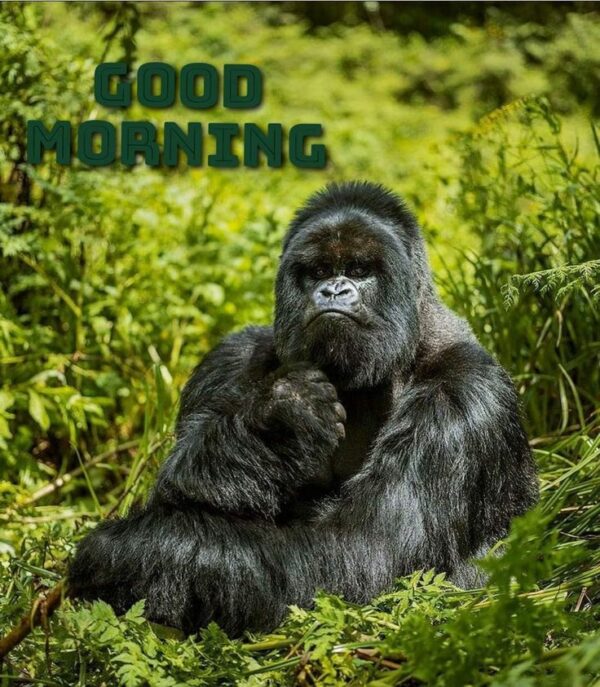 Monkey Good Morning Images