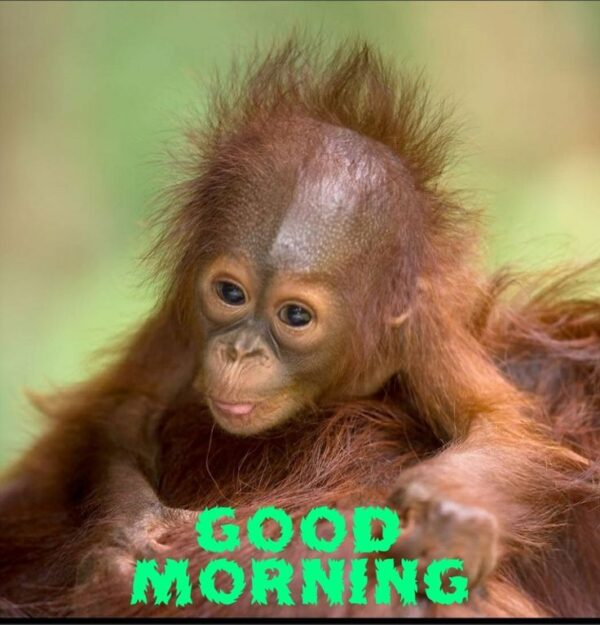 Monkey Good Morning Photos