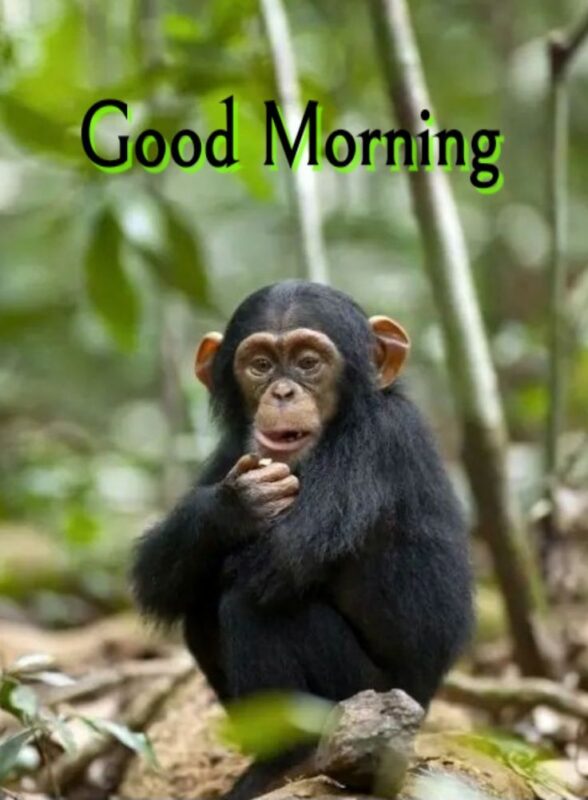 Monkey Morning Pics