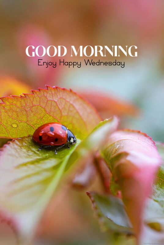 Wednesday Good Morning Ladybug