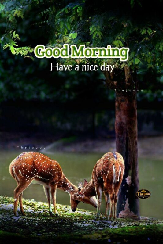 Wonderful Image Of Good Morning Deer Have A Nice Day