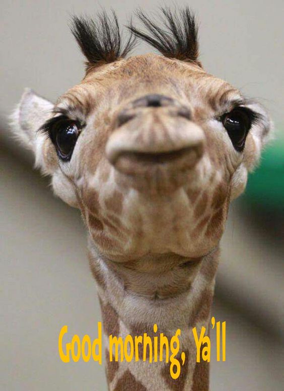 Wonderful Morning Giraffe All