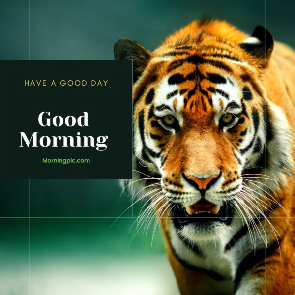 Wonderful Tiger Good Morning Have A Good Day